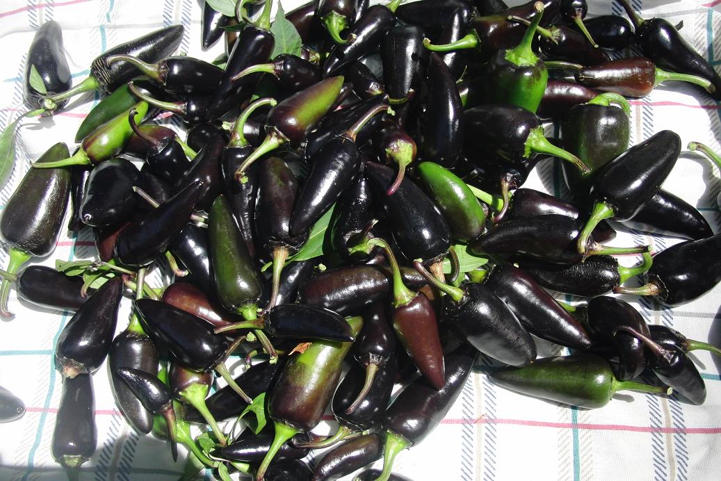 Purple Serrano 15 aug.JPG