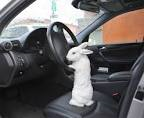 rabbit driving car.png