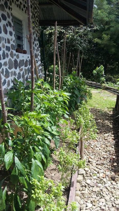 Raised bed under roof.jpg