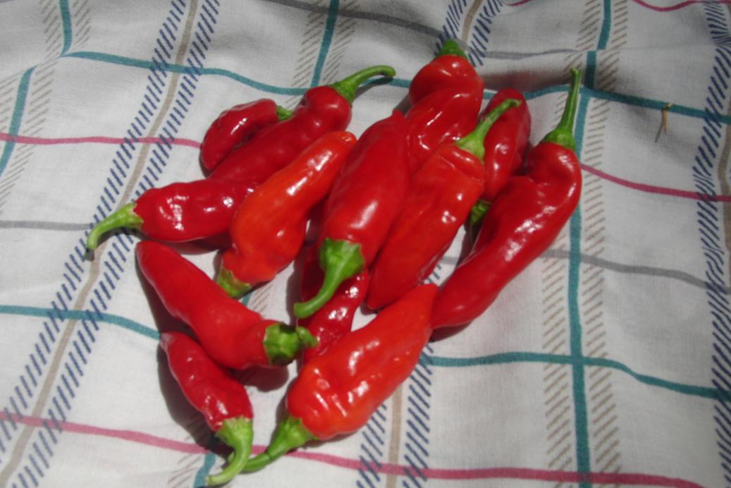 Red Aji 15 aug.JPG