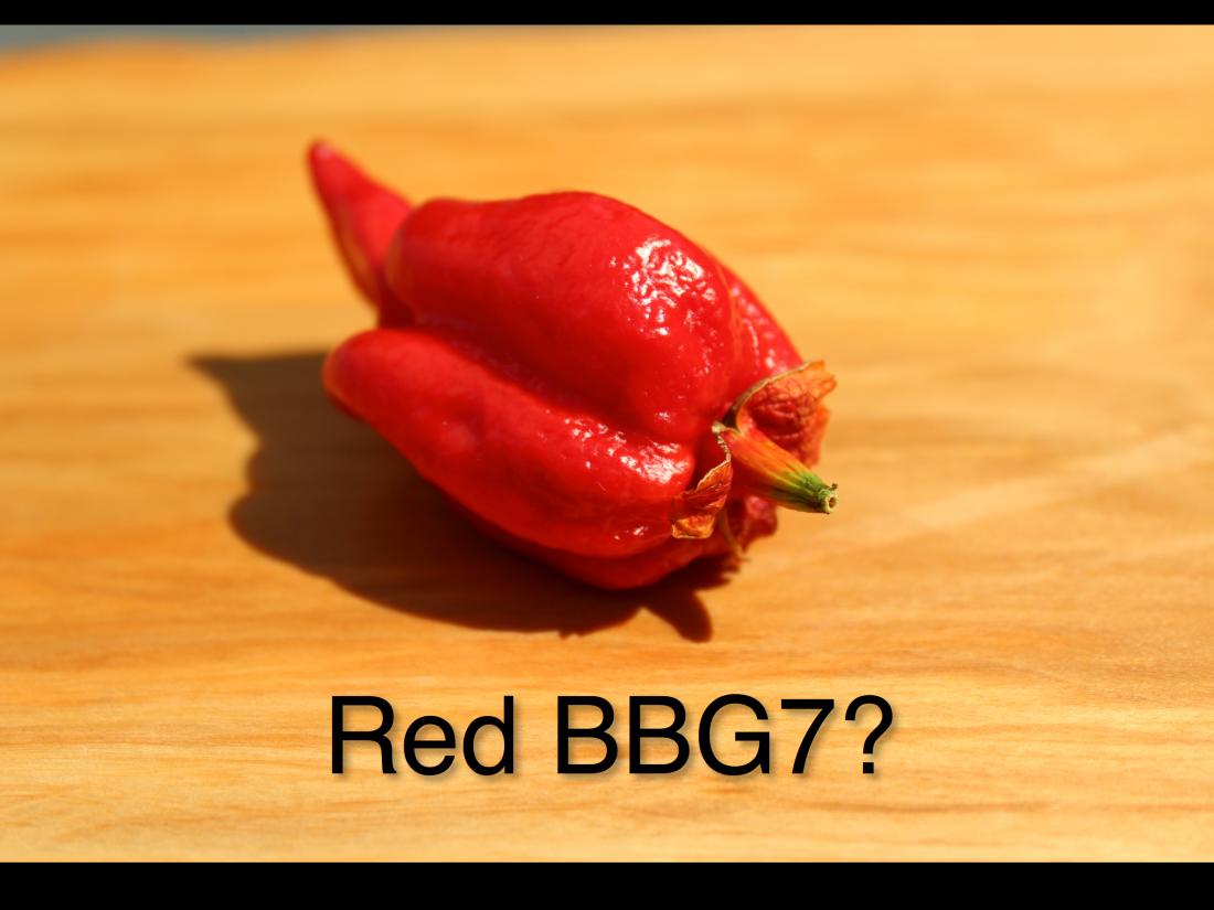 redbbg7.jpg