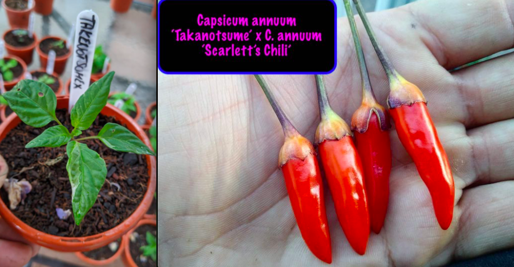 scarlett's Chili x Takanotsume.png