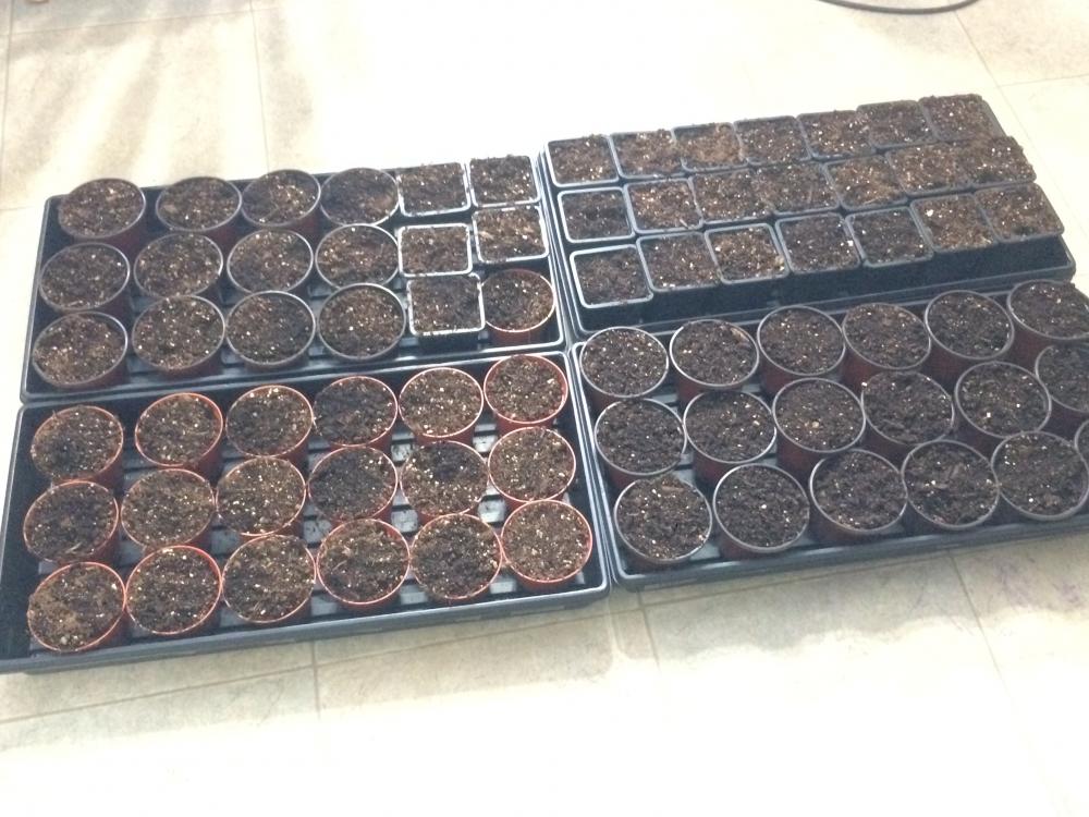 Seed pots ready.JPG
