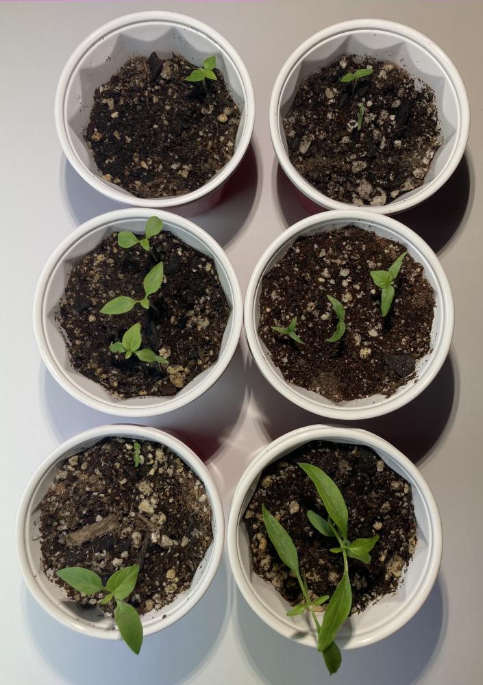 Seedlings.jpg