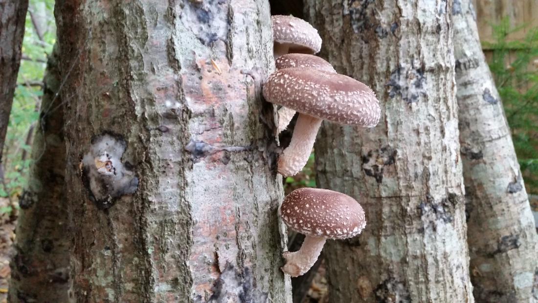 shiitake 9-10-15.jpg