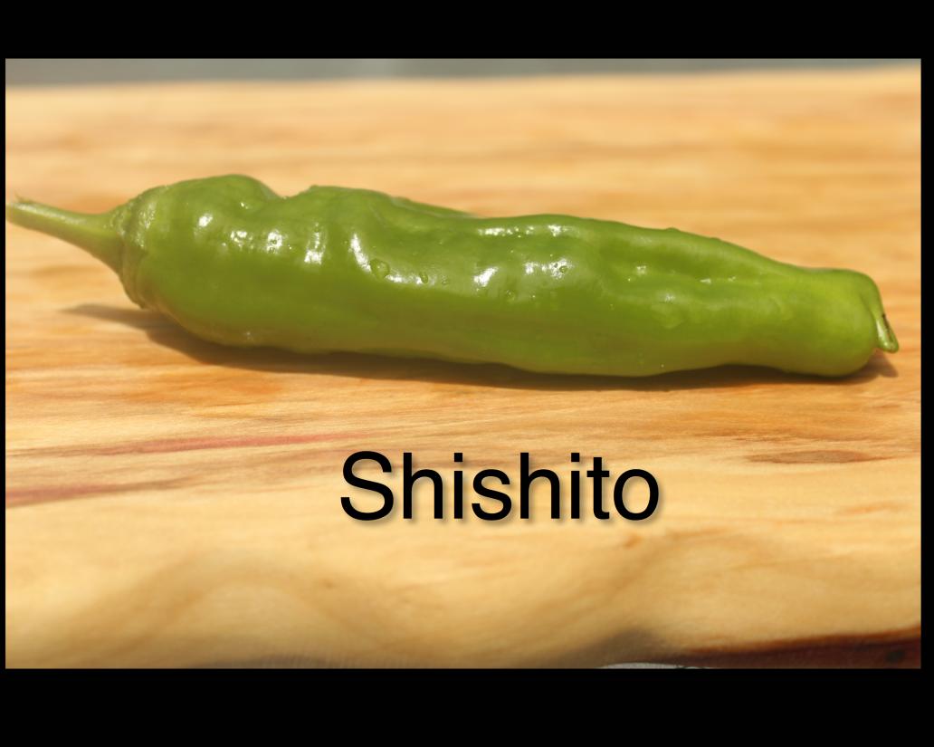 shishito.jpg