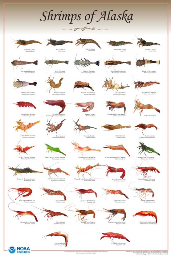 shrimps-of-alaska.jpg
