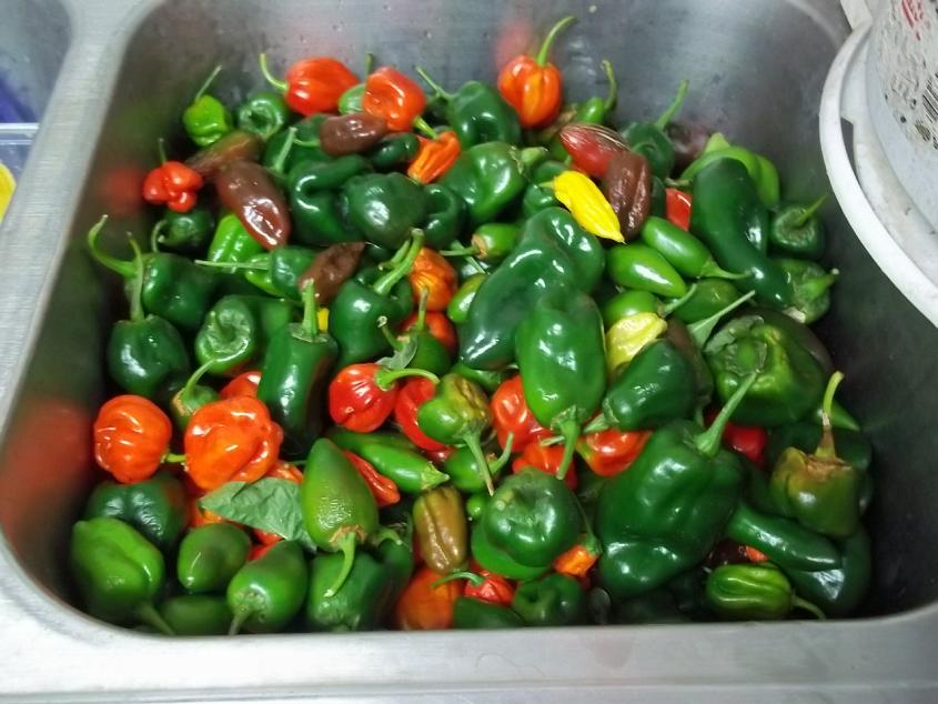 sink full of peppers.JPG