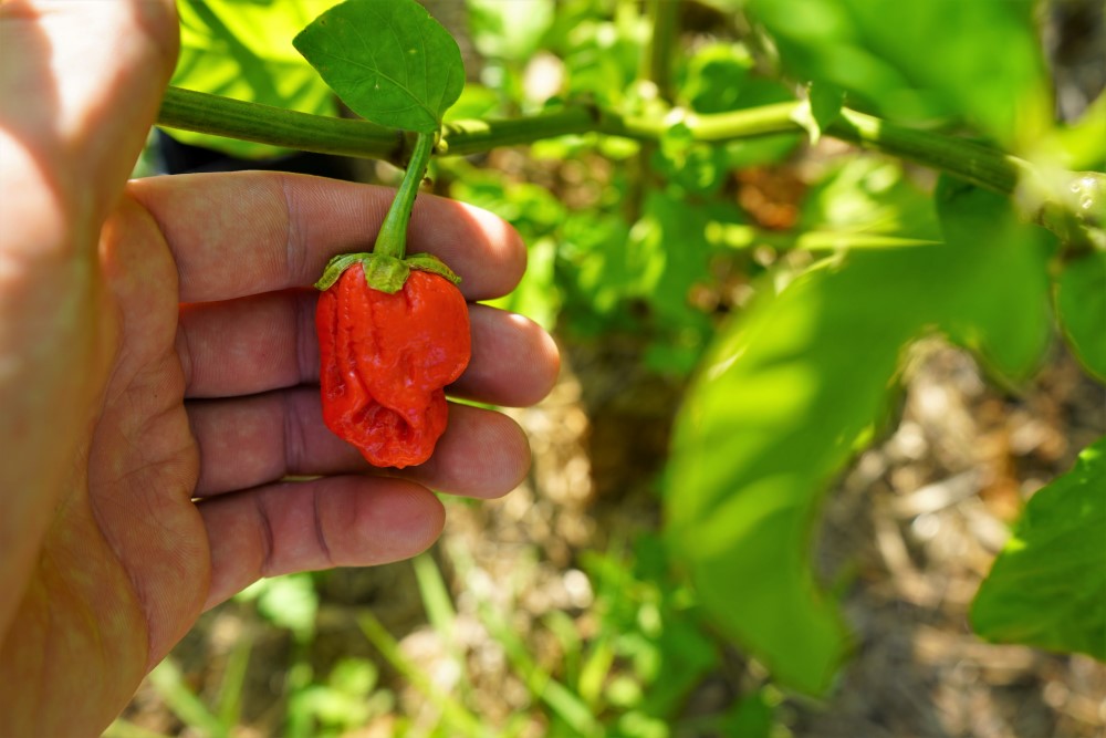 SM - Bubblegum pepper on plant.JPG