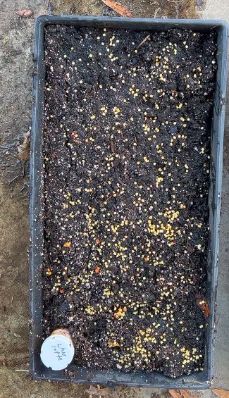 Sowing my Jalapeno seed en masse to make good selections.png