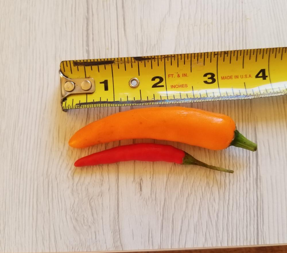 thai peppers.jpg