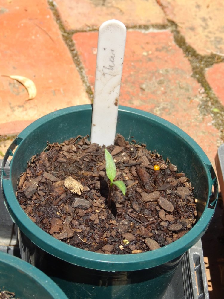 Thai seedling 1.jpg