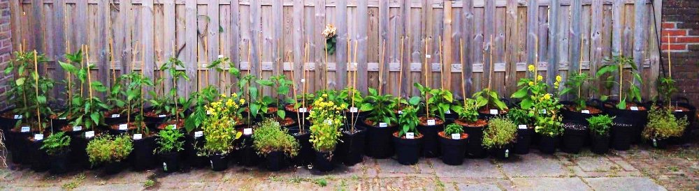 tuin.jpg