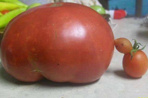 ugly tomato..... mommy.jpg