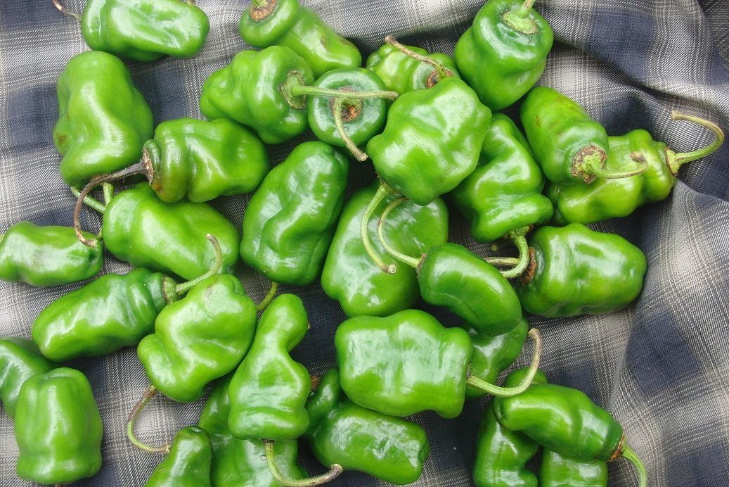 unk front row peppers.jpg