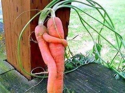 veggie art carrot gets lucky.jpg