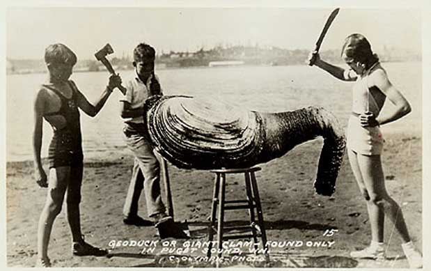 wgeoduck.jpg