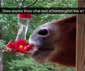 what-kind-of-hummingbird-is-this_th.jpg