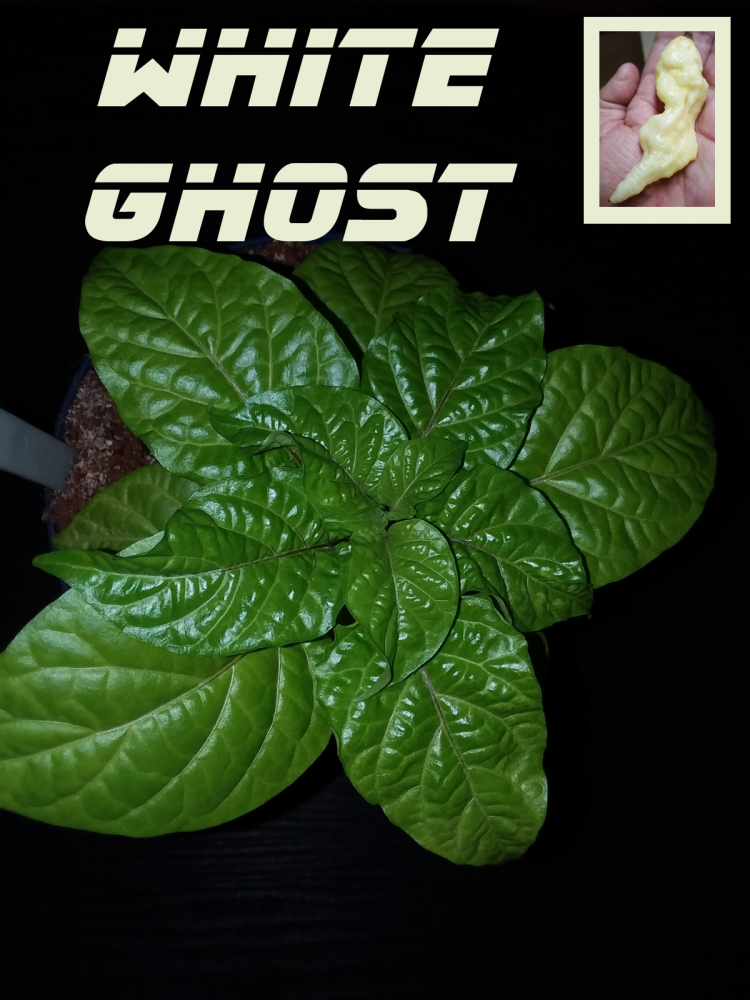 white ghost 4-7.png