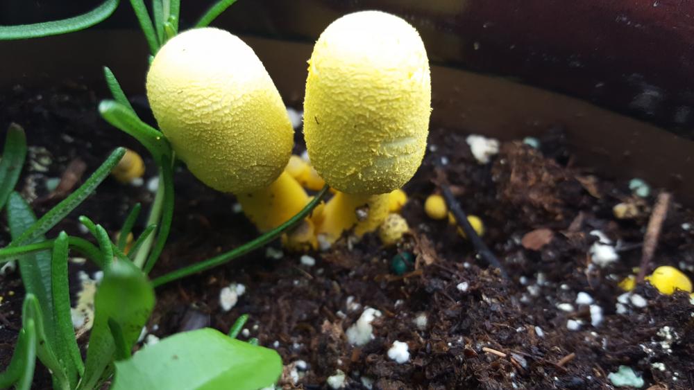 yELLA sHROOM.jpg