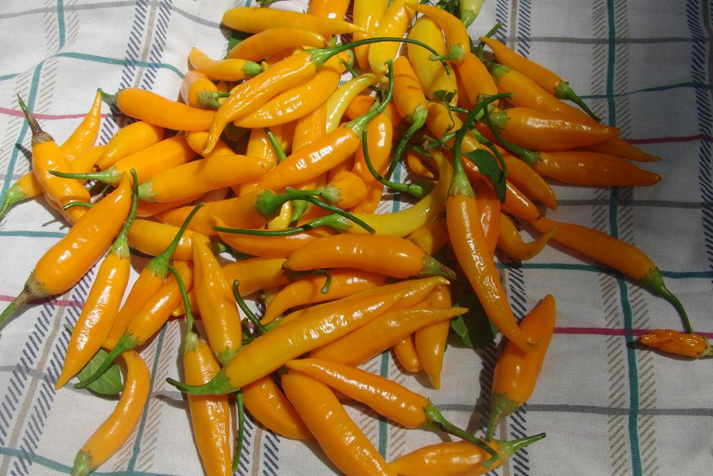 Yellow Aji 15 aug.JPG