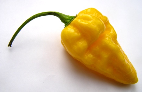 Yellow Devils Tongue.jpg