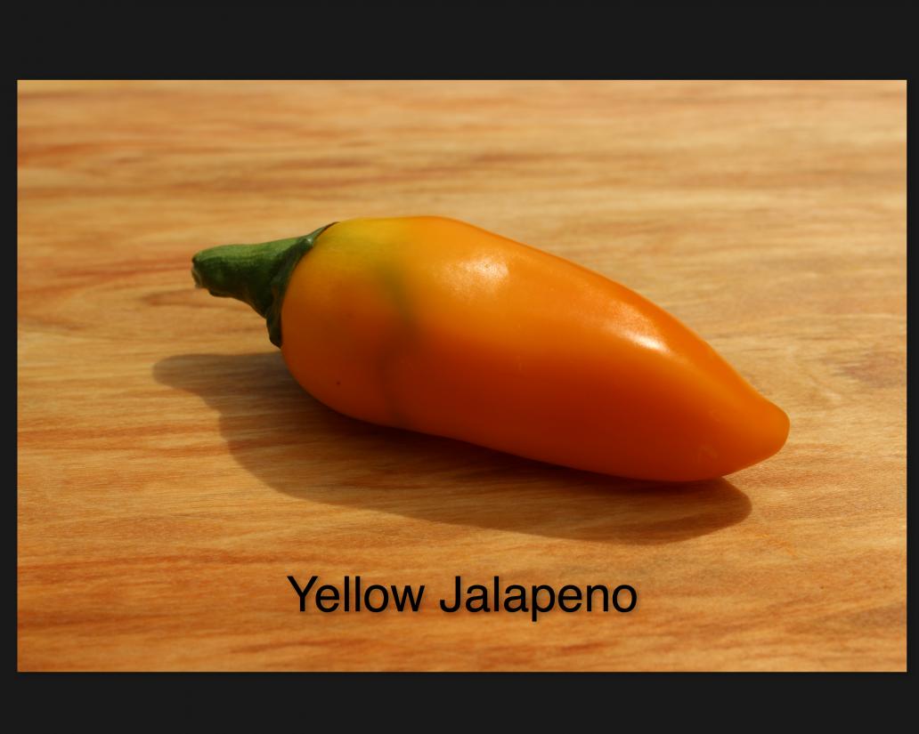 YellowJalapeno.jpg