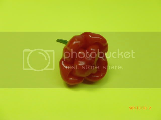 Focinhodeporco-VladanSmiciklas-RainbowChiliSeedsP1010318.jpg