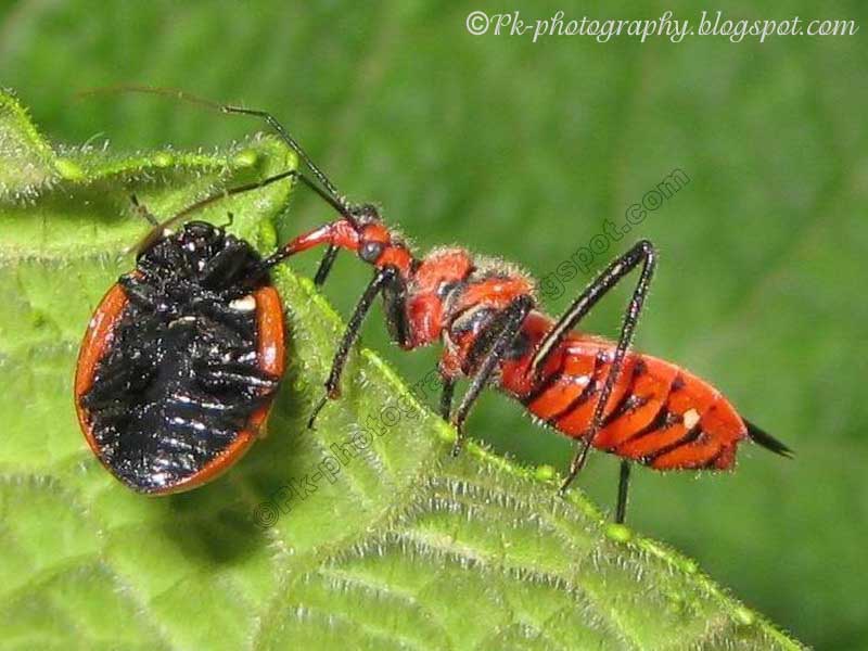 assassin-bug-with-prey-1.jpg