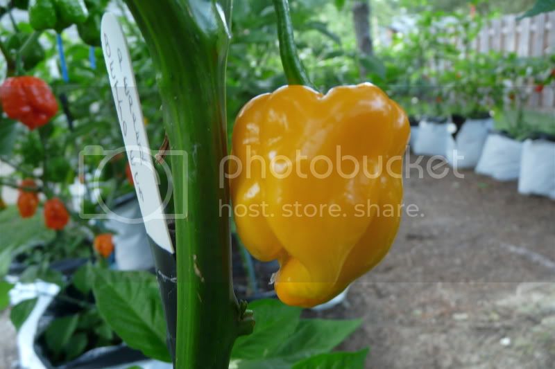 HabaneroBettoEca-VladanSmiciklas-RainbowChiliSeedsP1070023.jpg