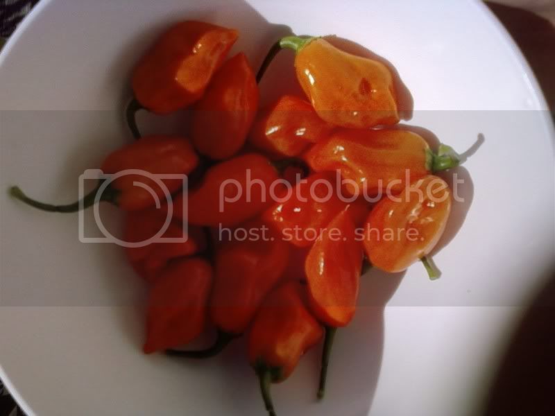 pickedpeppers.jpg