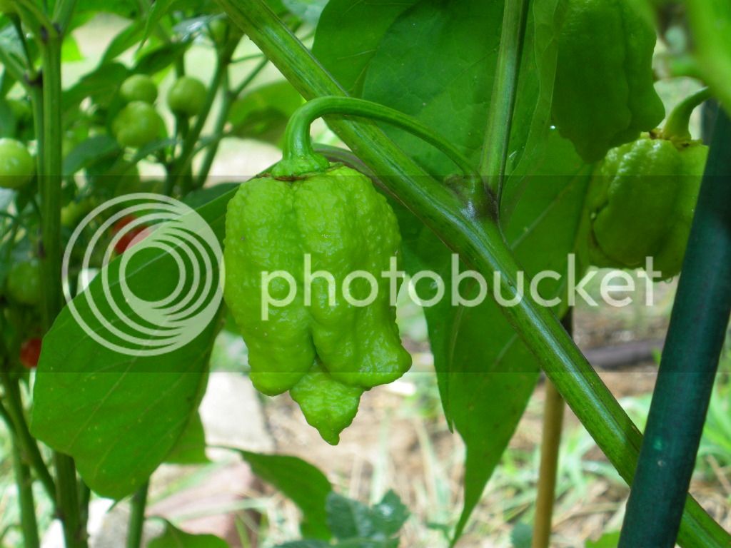 IMGP4832.jpg