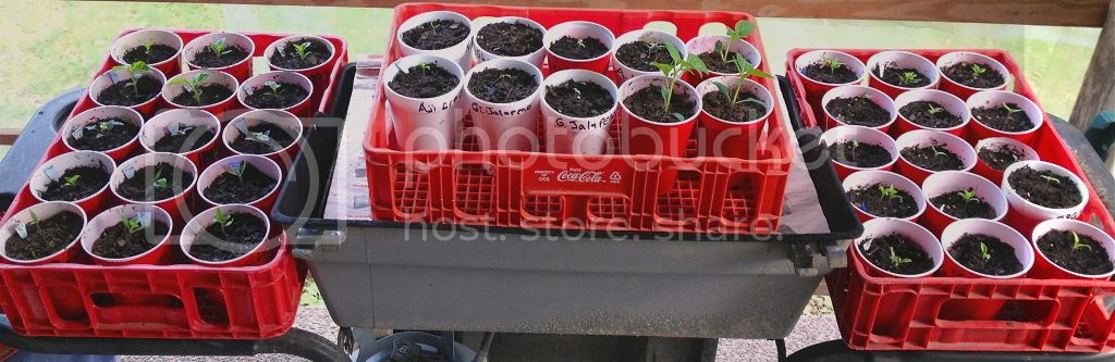 Seedlings%20Photo%20B_zpsxe5znnyz.jpg