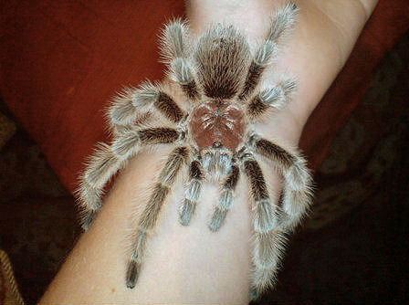 RoseHairedTarantulaWHSp_AcFp105.jpg