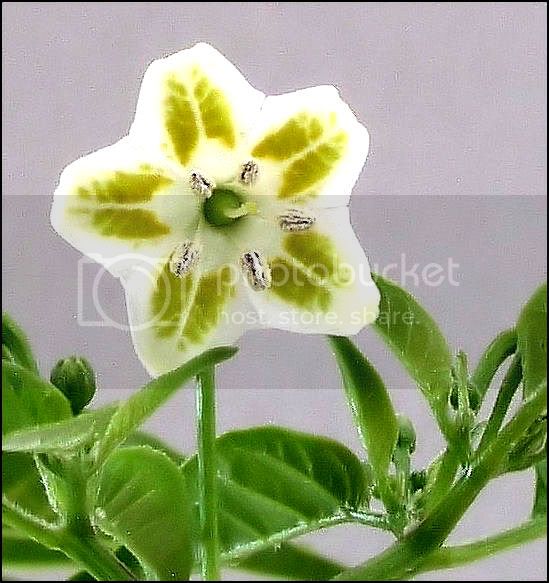 PeaCbaccatumflower8-16-4-1.jpg