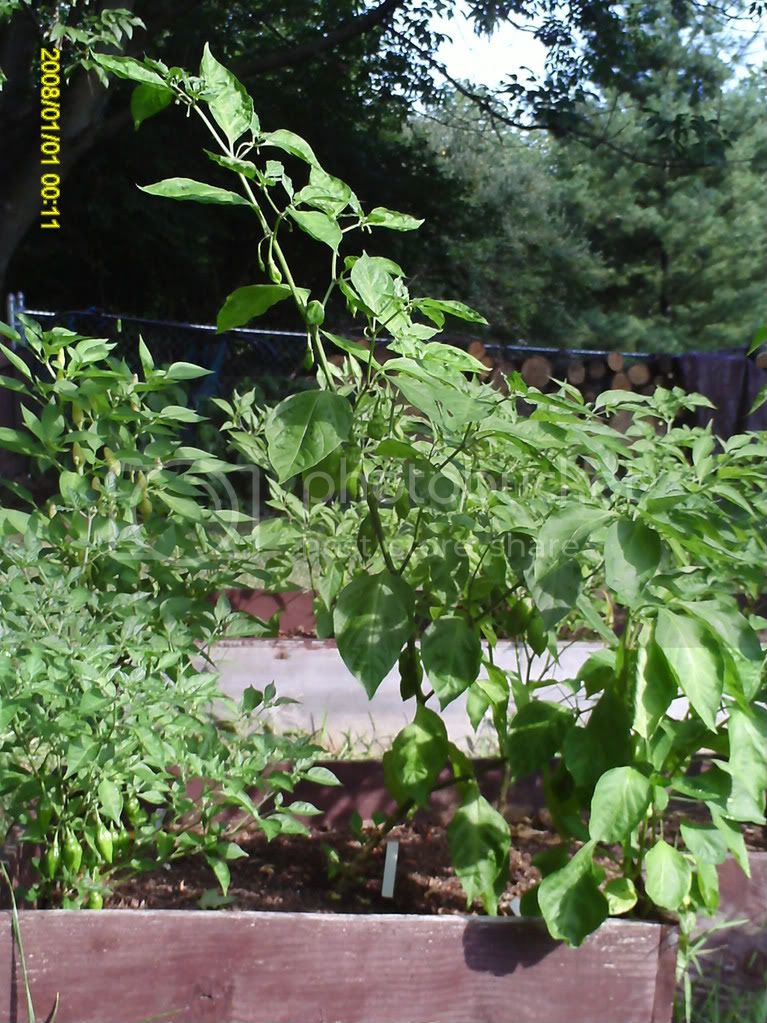 peppers081608001-1.jpg