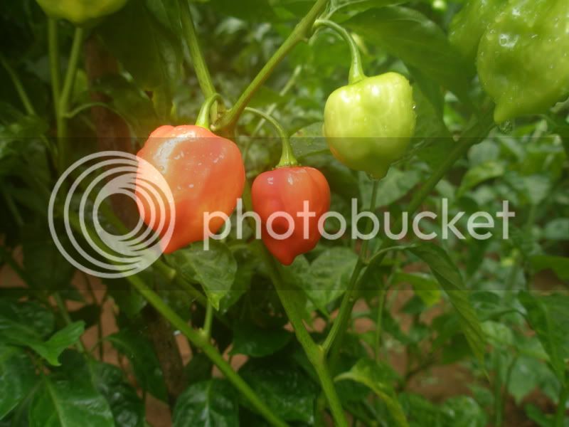 8-20-10CarribeanHabanero.jpg