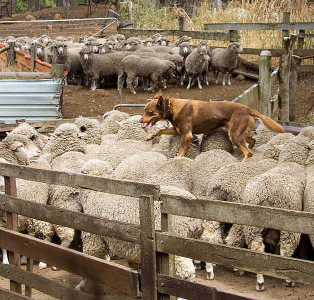 628px-Kelpie_walking_across_the_backs_of_sheep.jpg