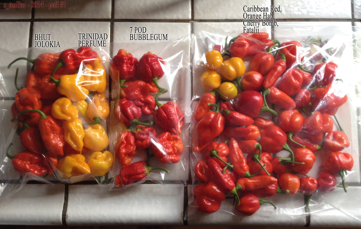 peppers-pull1-sept2-2014.jpg