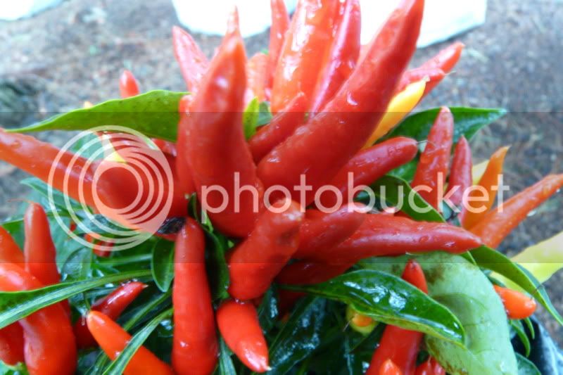 Chilly-chili-VladanSmiciklas-rainbowchiliseedsP1040325.jpg