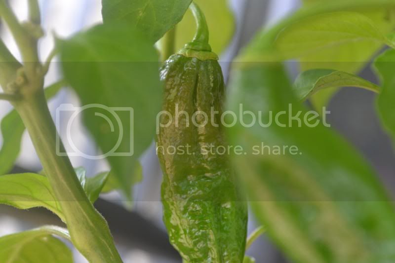 ripeningbhut.jpg