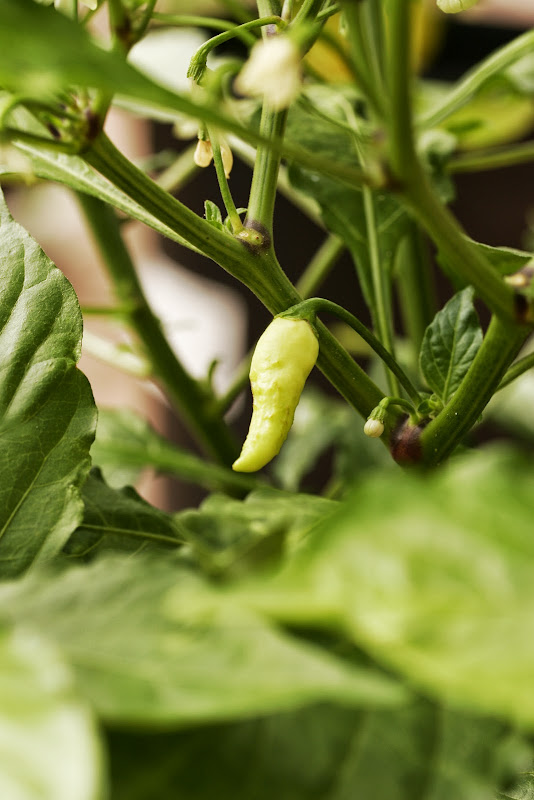 Mystery_Pepper_Plant_01_Pod.JPG