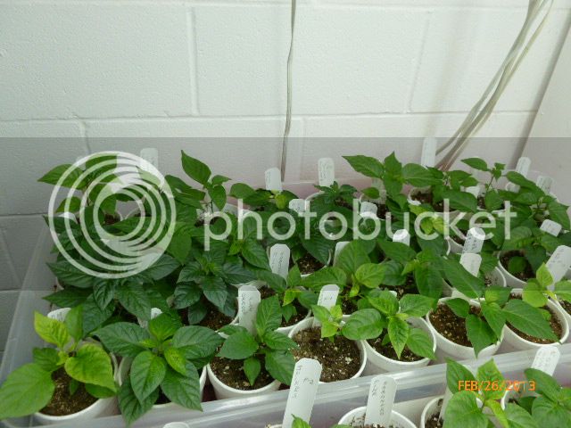 Seedlings2013-VladanSmiciklas-RainbowChiliSeedsP1010654.jpg