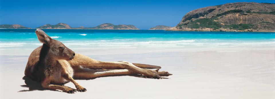 setwidth960-kangaroo-on-the-beach-lucky-bay-esperance-western-australia.jpg