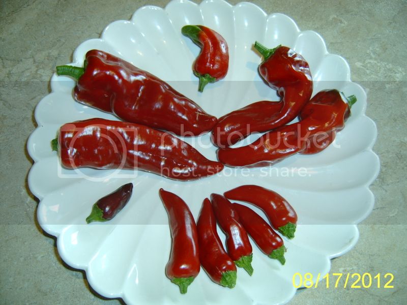 PepperHarvest8-17-12.jpg