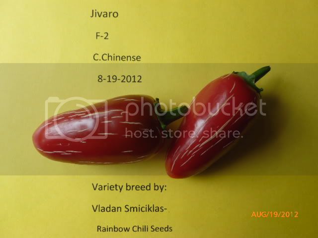 JivaroF-1-VladanSmiciklas-RainbowChiliSeedsP1000969.jpg