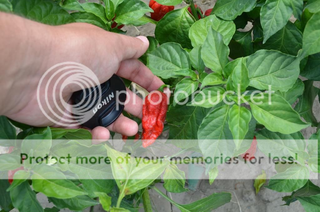 Bhut1.jpg