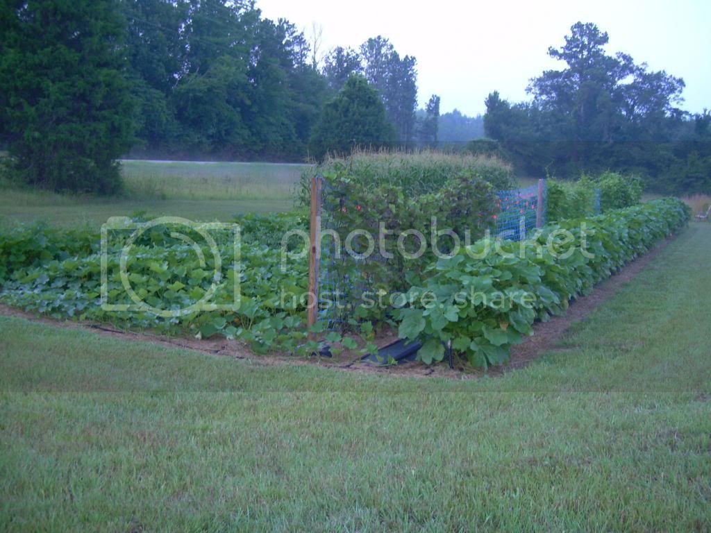 Garden2_7-09-11.jpg