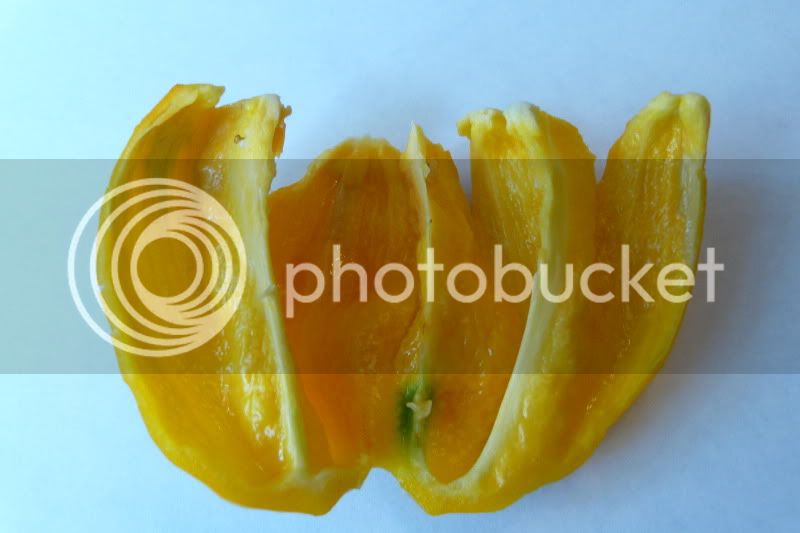 Morougaorange-VladanSmiciklas-rainbowchiliseedsP1040779.jpg