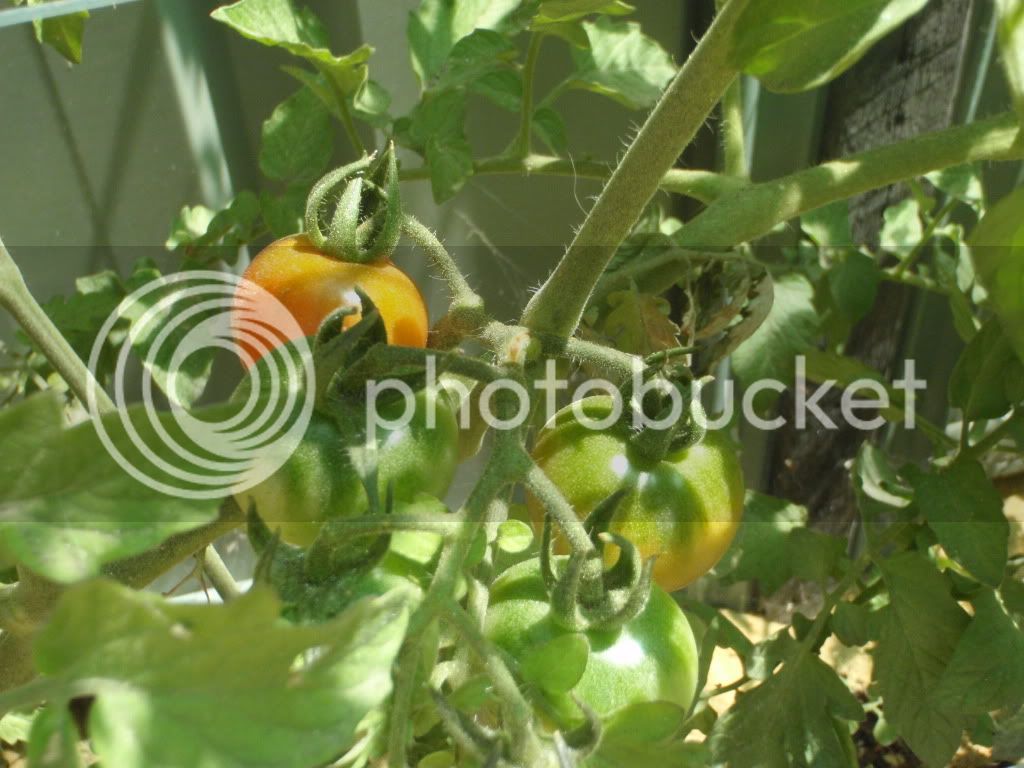 tomato017.jpg